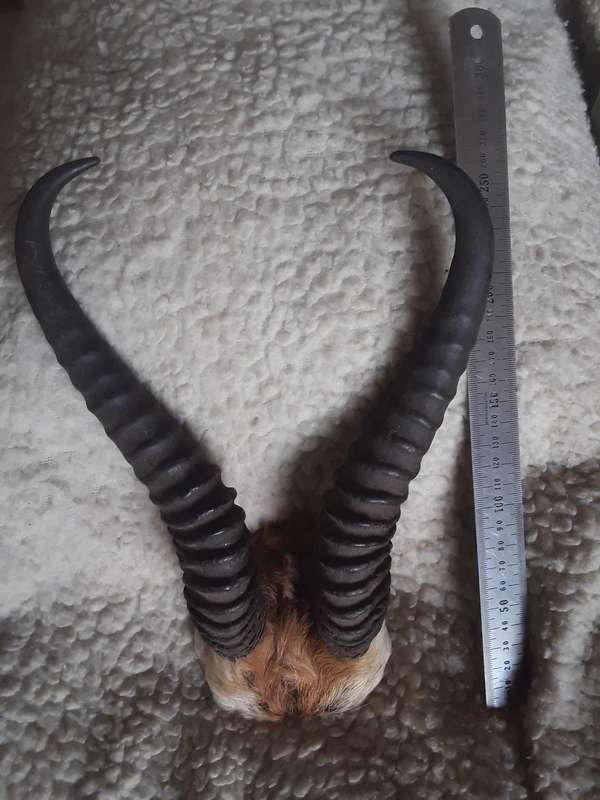 Springbok horns lot 2