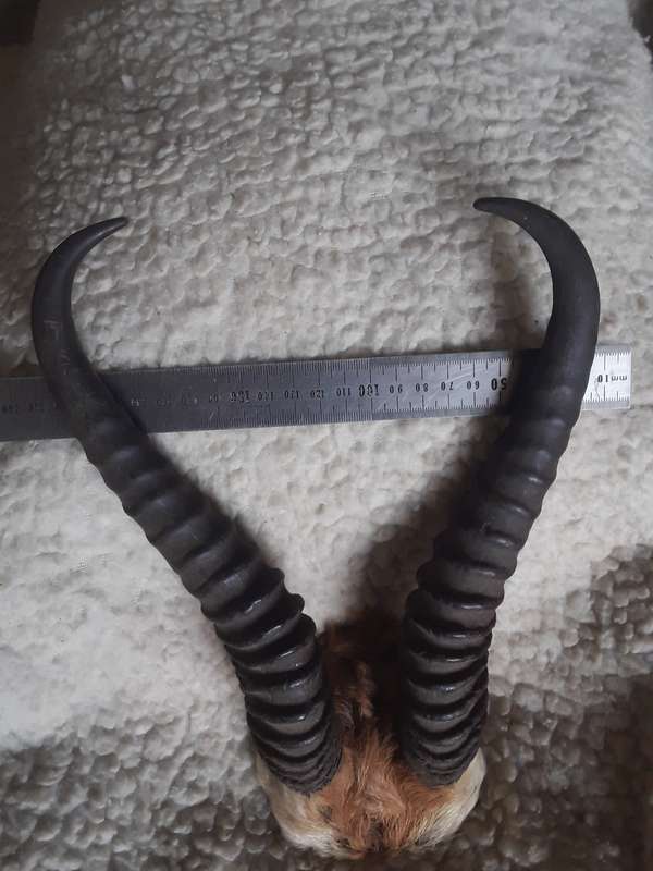 Springbok horns lot 2