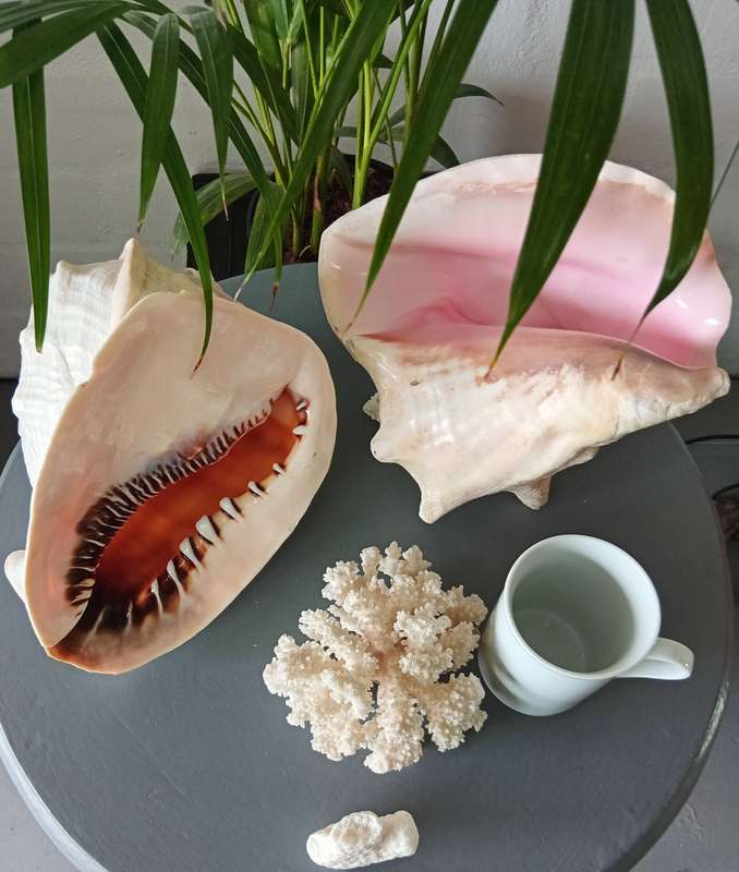 COLLECTION OF GENUINE LARGE BEAUTIFUL OCEAN SHELLS *SALES FOR MANY THOUSANDS*