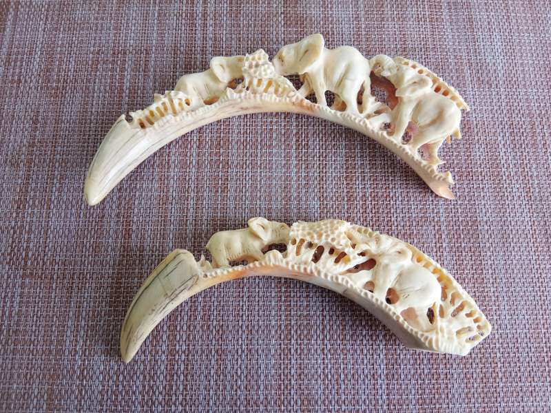 STUNNING HAND CARVED HISTORIC WARTHOG TUSK