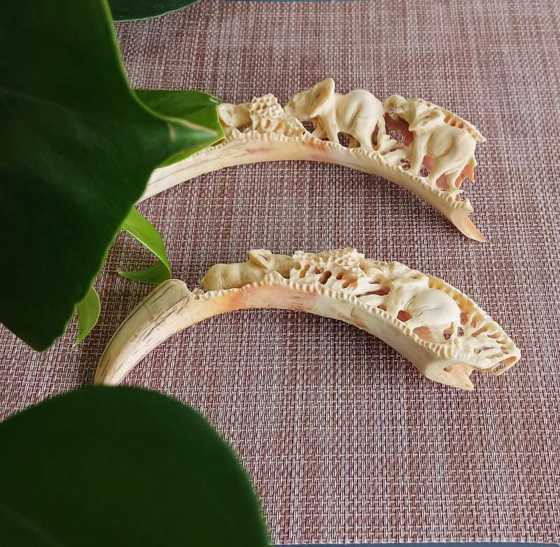 STUNNING HAND CARVED HISTORIC WARTHOG TUSK