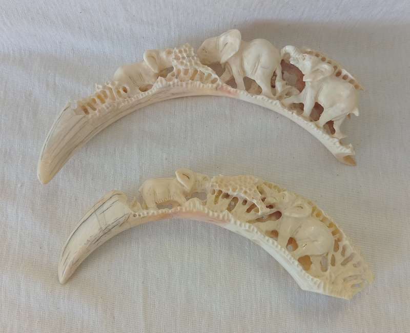 STUNNING HAND CARVED HISTORIC WARTHOG TUSK