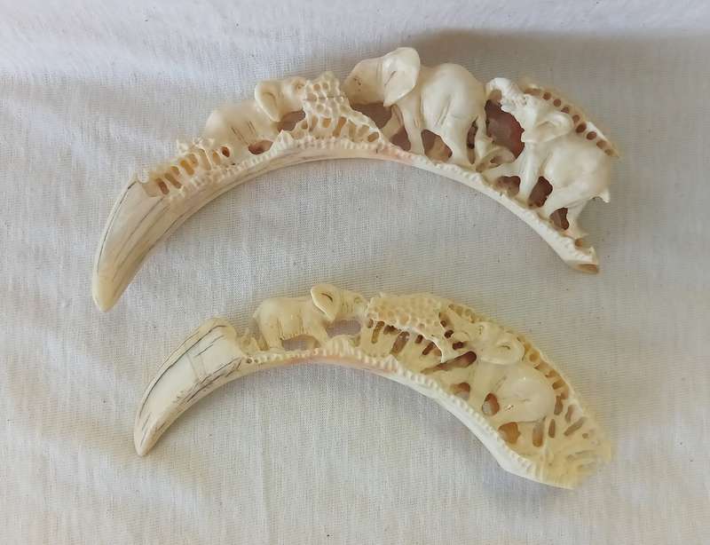 STUNNING HAND CARVED HISTORIC WARTHOG TUSK