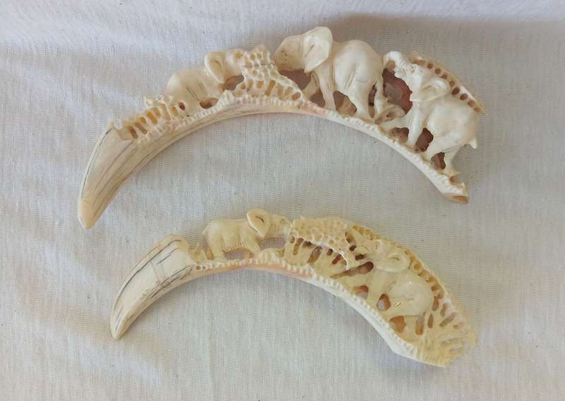 STUNNING HAND CARVED HISTORIC WARTHOG TUSK
