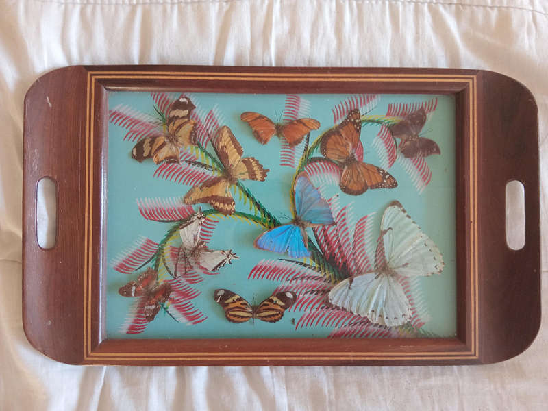 vintage real butterflies display serving tray