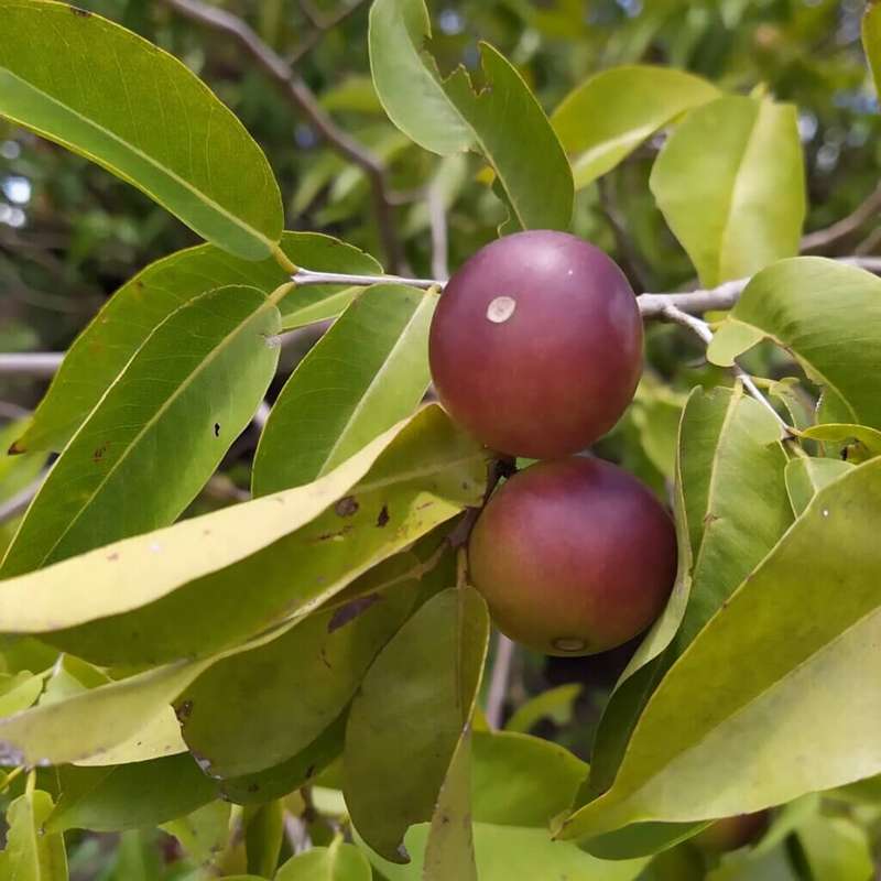 CAMU CAMU CAPSULES (120) - VITAMIN C