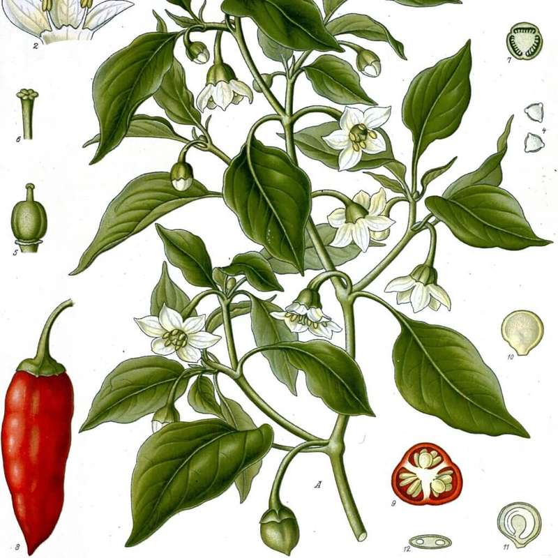 CAYENNE PEPPER CAPSULES (120)