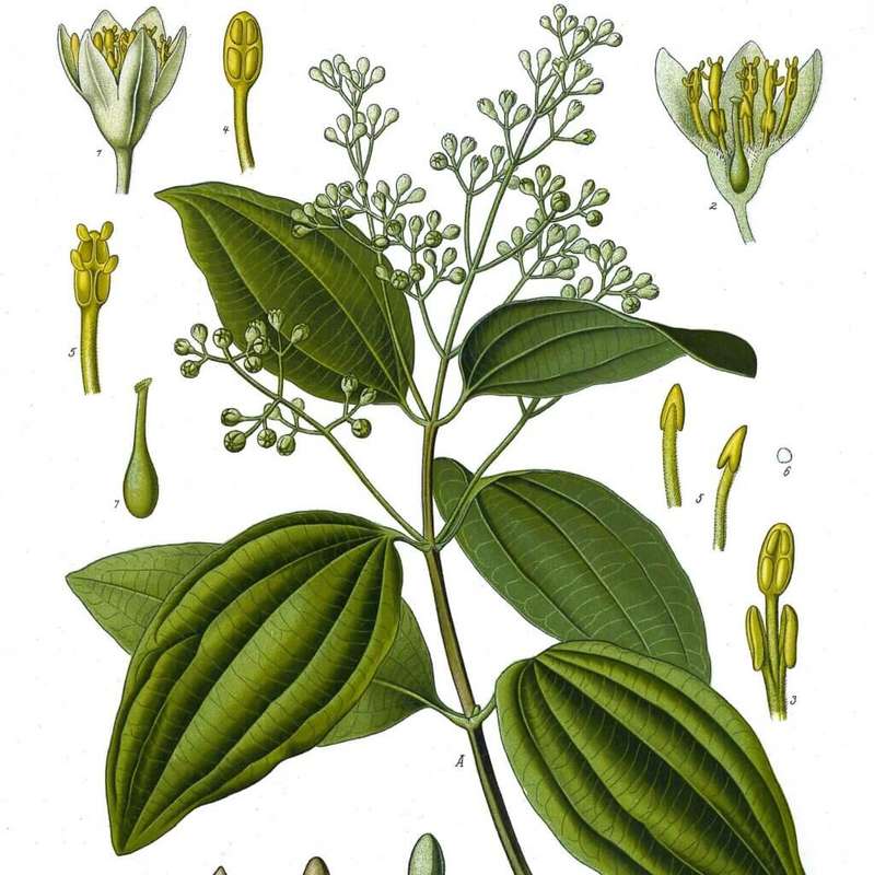 CINNAMON CAPSULES (120)