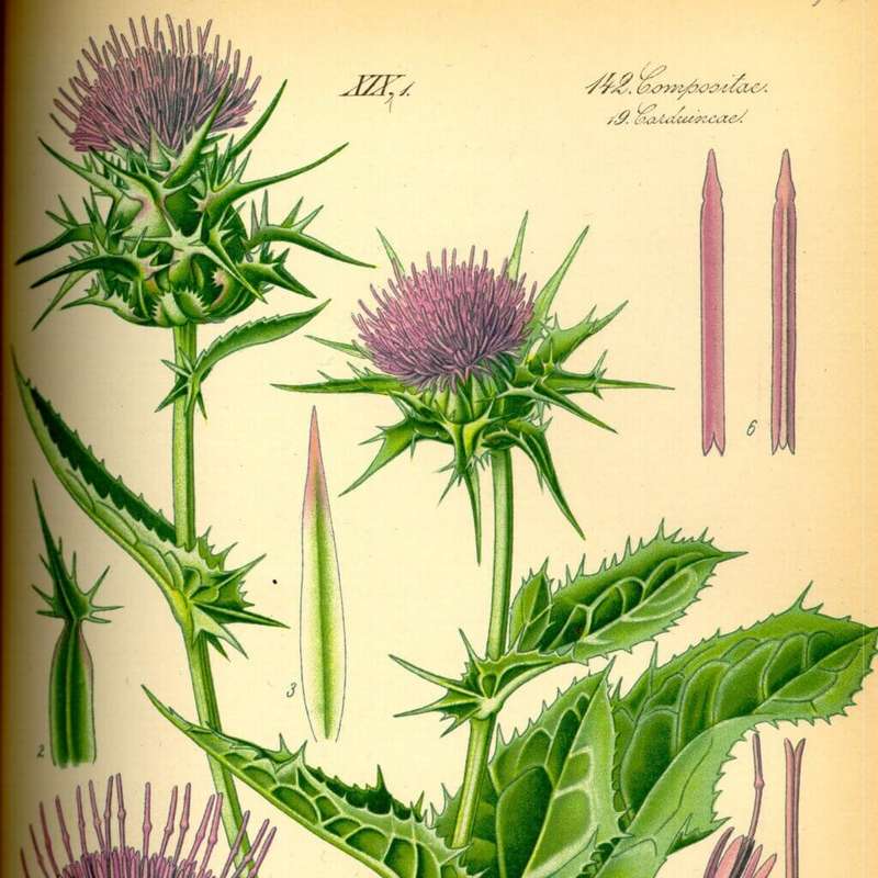 MILK THISTLE CAPSULES (120)