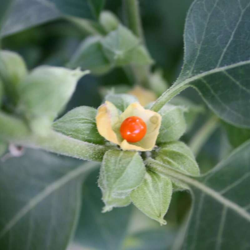 ASHWAGANDHA CAPSULES (120)