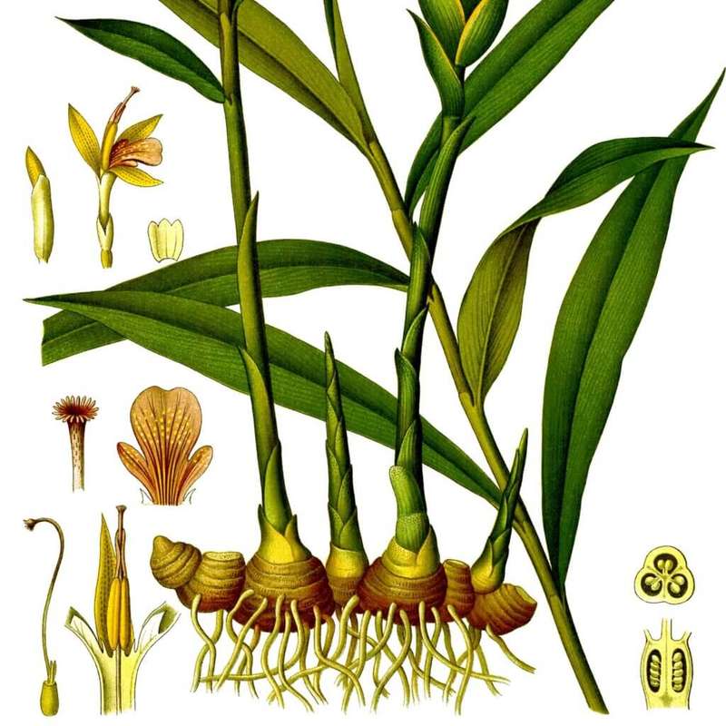 GINGER CAPSULES (120)