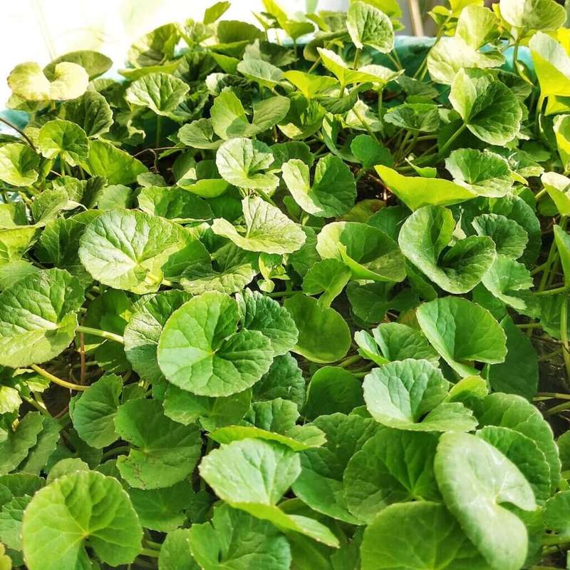 BRAHMI (GOTU KOLA) CAPSULES (120)