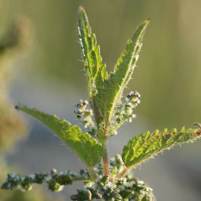 STINGING NETTLE CAPSULES (120)