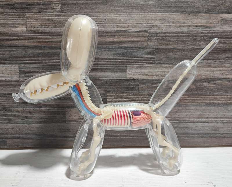 Balloon Dog Anatomy by Jason Freeny