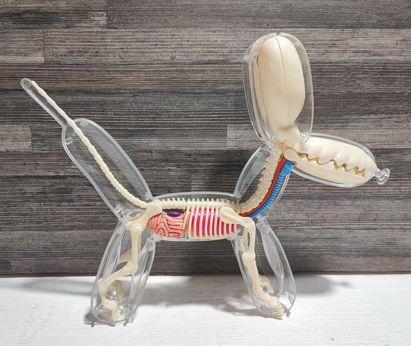 Balloon Dog Anatomy by Jason Freeny