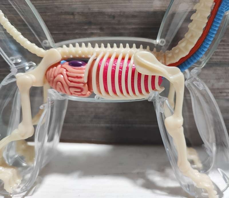 Balloon Dog Anatomy by Jason Freeny
