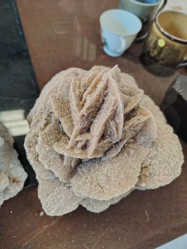 Beautiful large desert rose