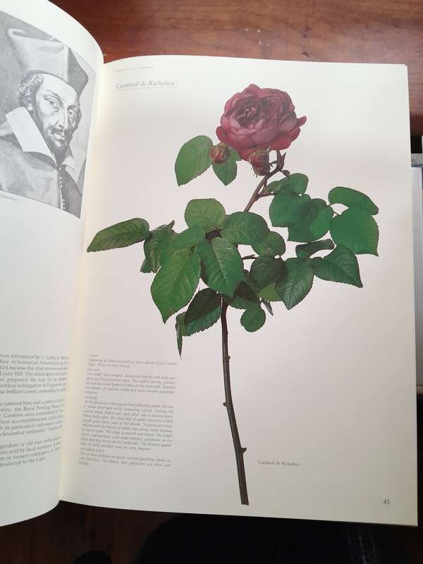 Roses at the Cape of Good Hope - Gwen Fagan (signed)