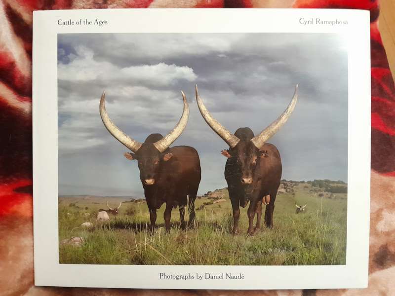 Cattle of the Ages - Cyril Ramaphosa