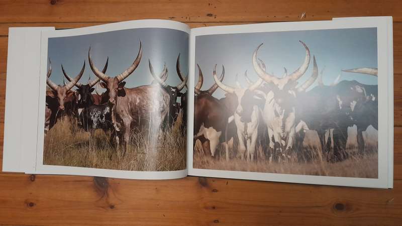 Cattle of the Ages - Cyril Ramaphosa