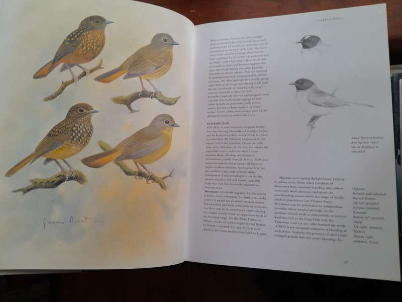 Robins of Africa
