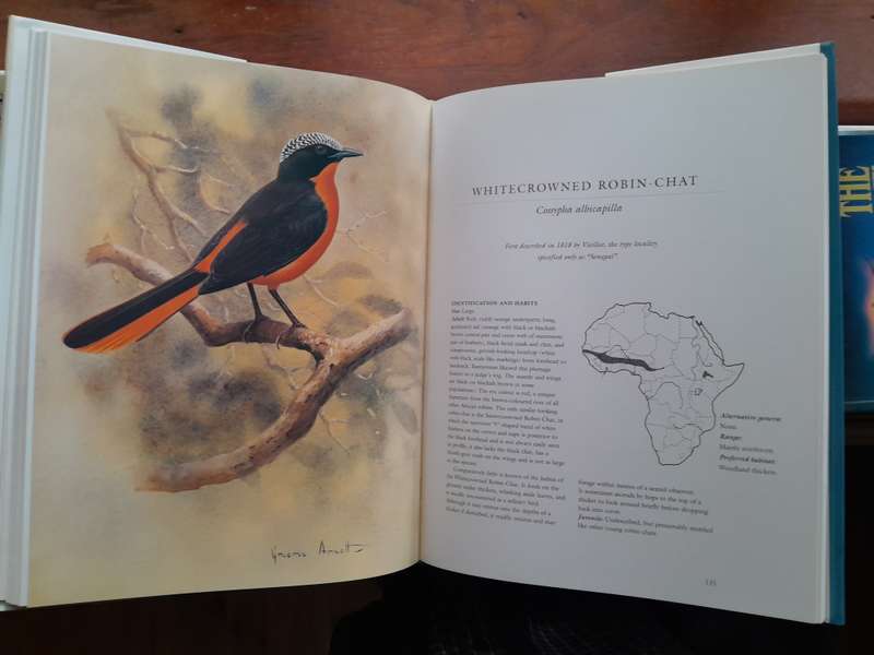 Robins of Africa