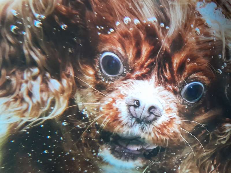Underwater Dogs
