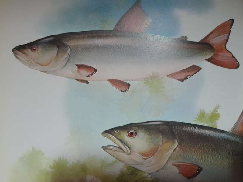 The encyclopedia of Vanished Species
