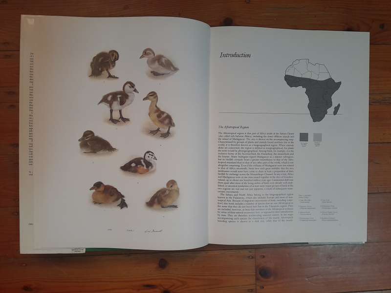 Ducks of Sub-Saharan Africa