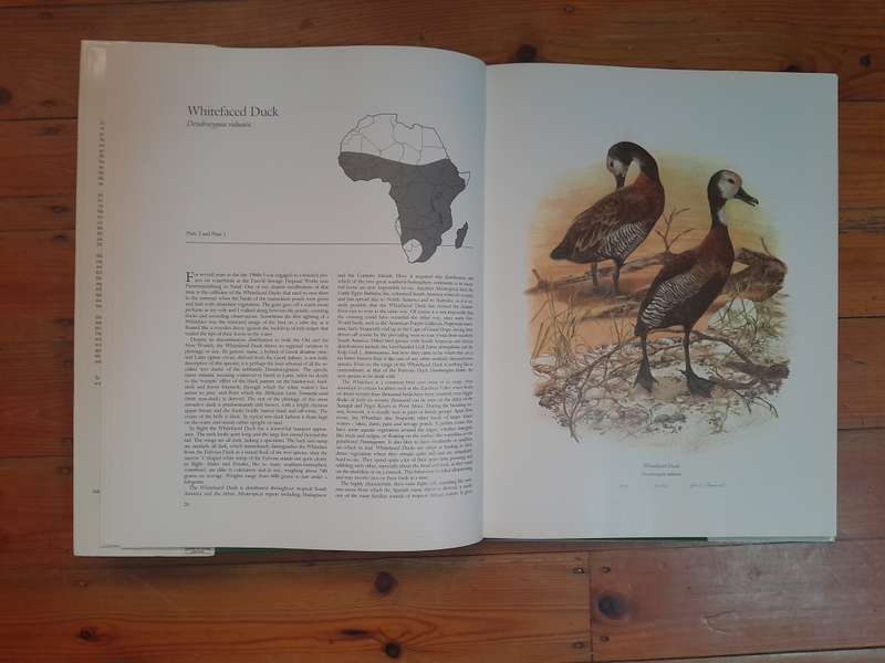Ducks of Sub-Saharan Africa