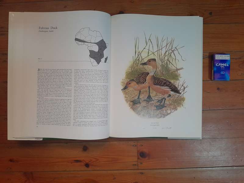 Ducks of Sub-Saharan Africa