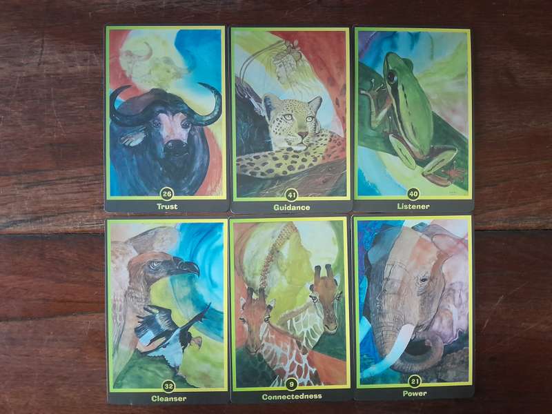 Cards with a book in a box - African Animal Messages