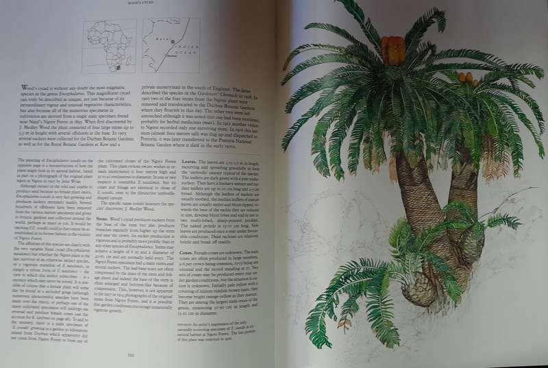 Cycads of Africa