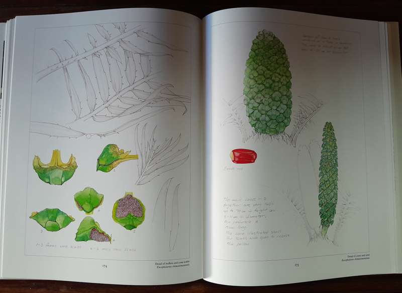 Cycads of Africa