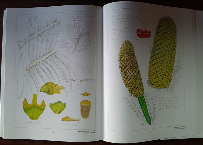 Cycads of Africa