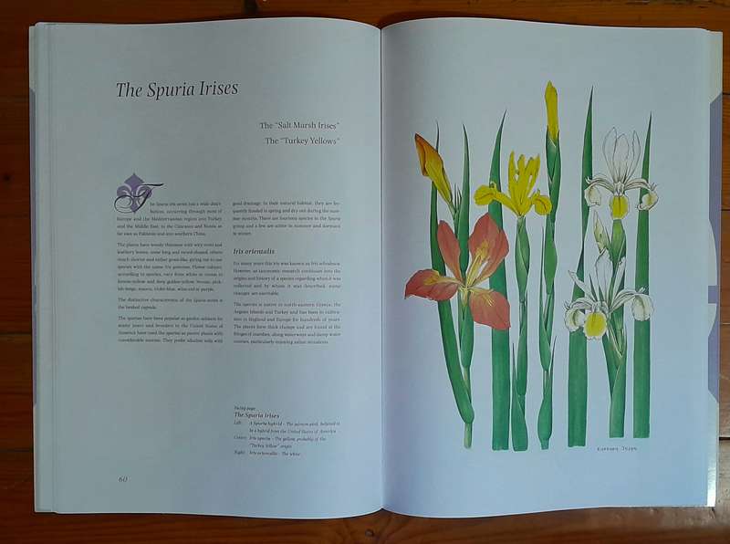 Irises - Barbara Jeppe