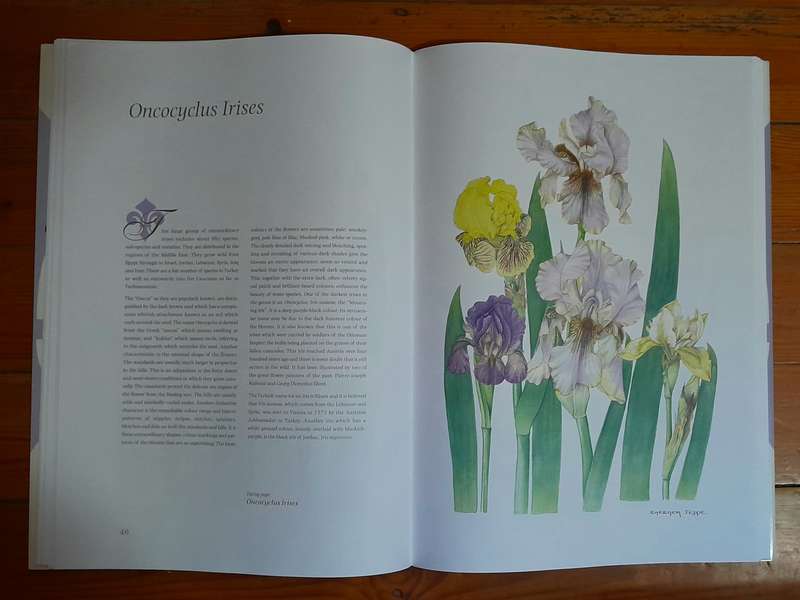 Irises - Barbara Jeppe