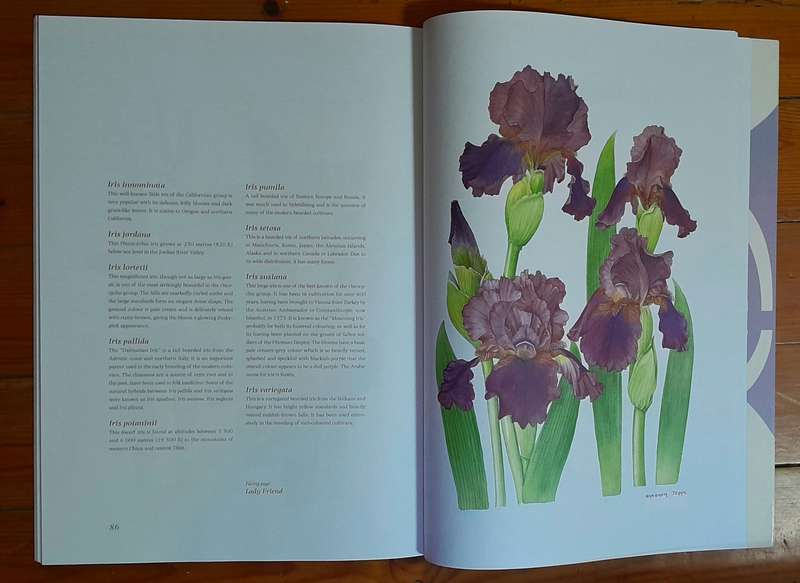 Irises - Barbara Jeppe