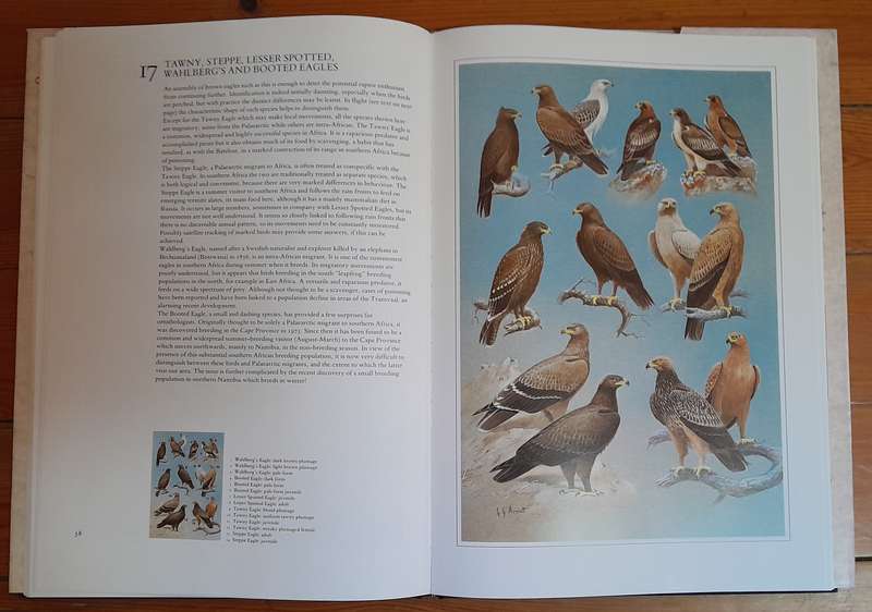 Hunters of the African Sky