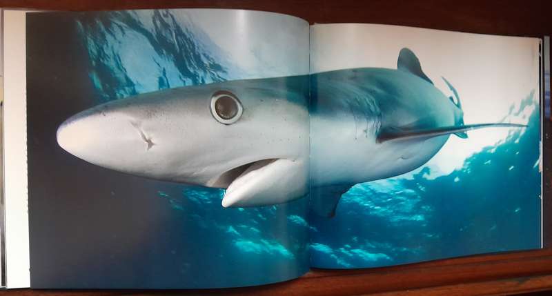 Wild Seas Secret Shores of Africa