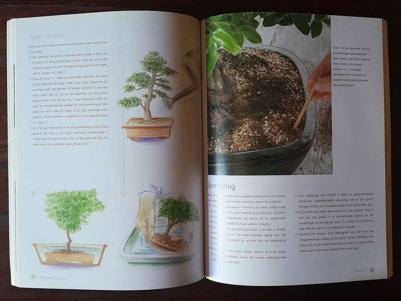 Sukses met Bonsai
