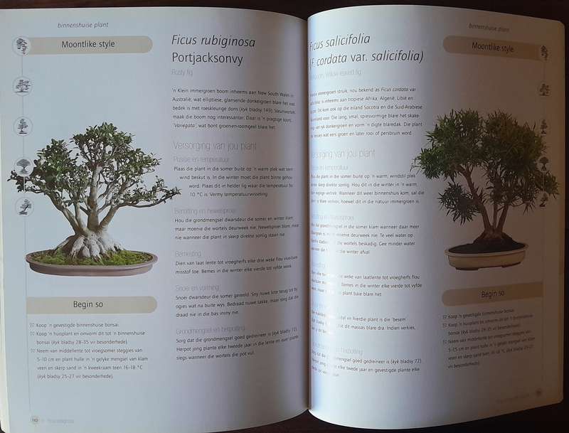 Sukses met Bonsai
