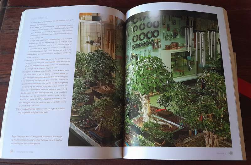 Sukses met Bonsai