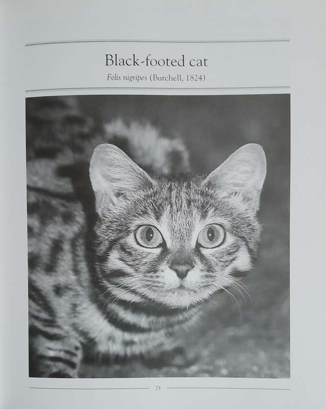 Wild Cats of the World