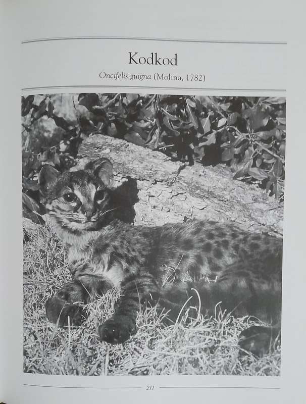 Wild Cats of the World