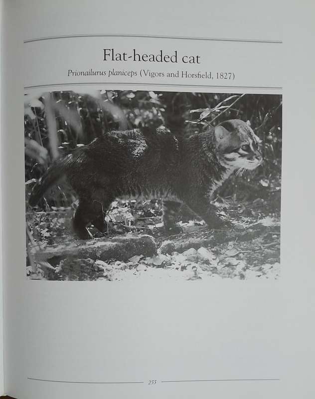 Wild Cats of the World
