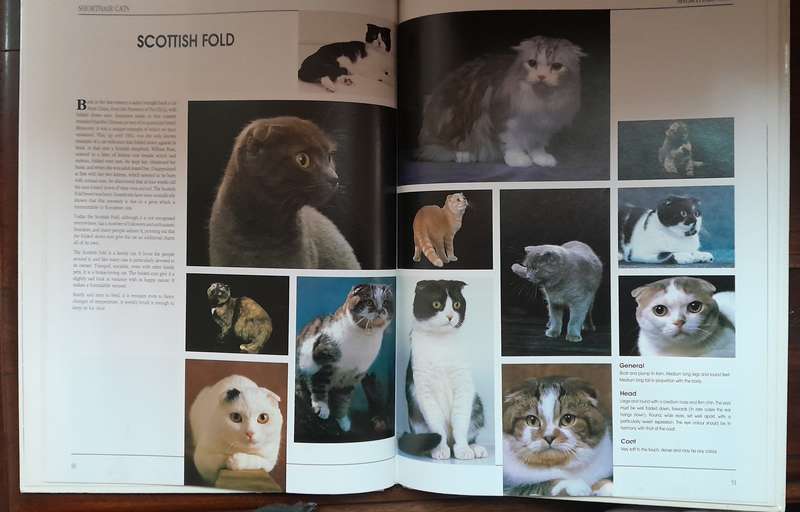 Cat books - set of 8