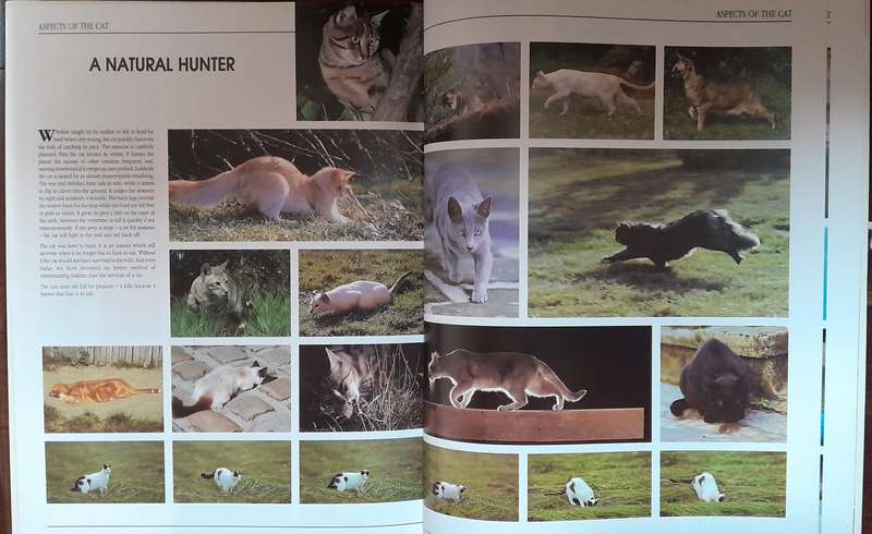 Cat books - set of 8