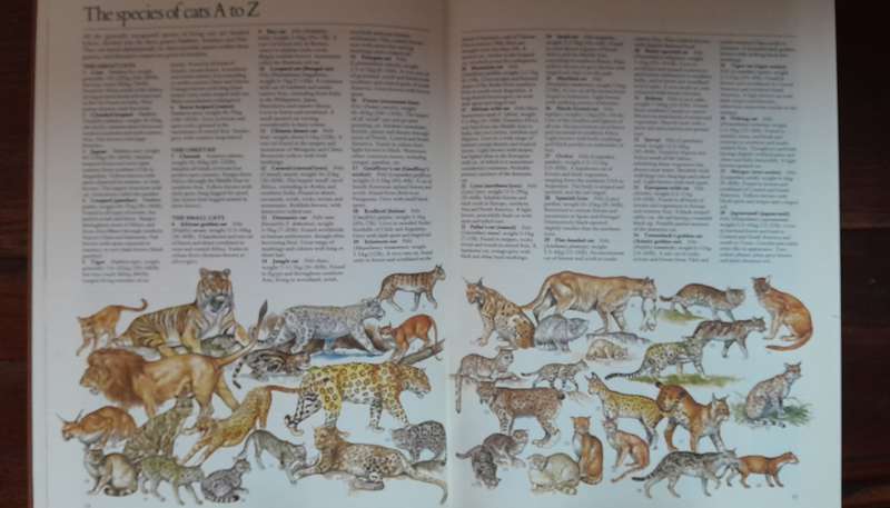 Cat books - set of 8