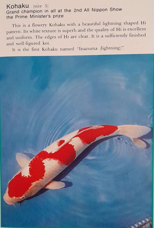 Koi - Nishikigoi